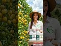 Cómo aumentar la producción de MARACUYÁ 🍋 | Guía de Sanidad y Cuaje