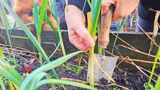 Slow Living in Ireland | Garden to Table | Making Soup from My Cottage Garden