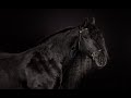 Drivers License||Equestrian Music Video||