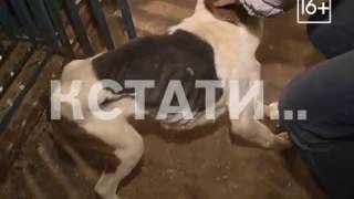 Судебное разбирательство по организации концлагеря для животных закончилось ничем Судебное разбирательство по организации концлагеря для животных закончилось ничем