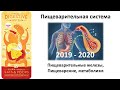 19. Пищеварение и железы + метаболизм (8 класс) - биология, подготовка к ЕГЭ и ОГЭ 2020