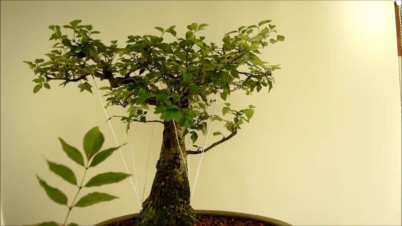 Bonsai Fresno Actualizacion YouTube