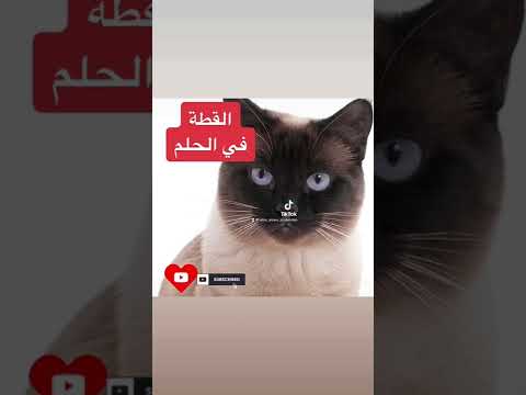 القط في الحلم يرمز لصديق او عدو علي حسب الرؤية