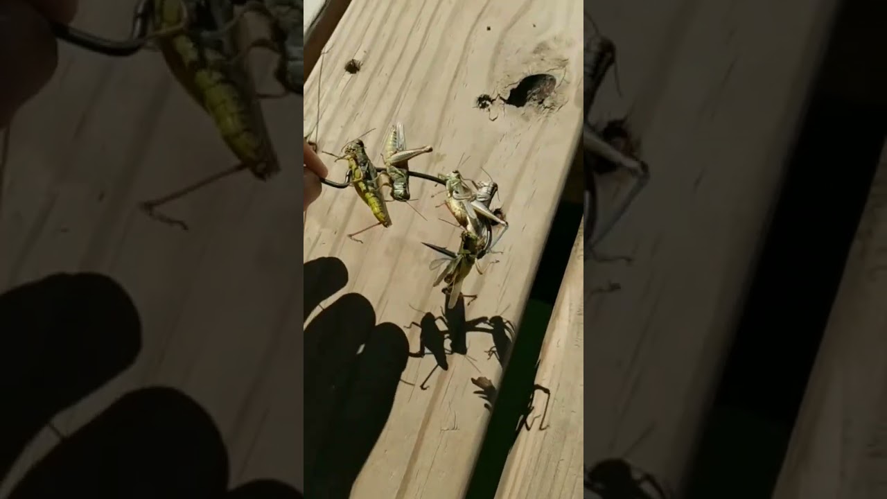 Trying to catch a fish with 5 grasshoppers on 1 hook 