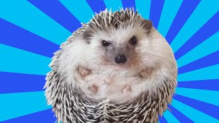 Cute Hedgehogs- Compilation