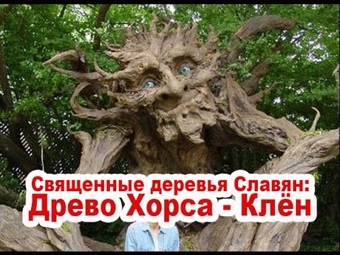 Священные деревья Славян: Древо Хорса Клён