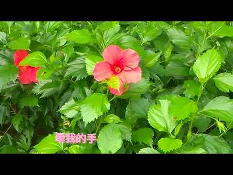龙婷小姐(花心)MV歌詞版