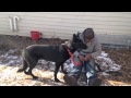 Young Fear Aggressive German Shepard | Majors Academy Dog Training and Rehabilitation