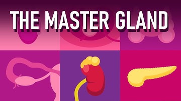 How Your Hormones are Regulated