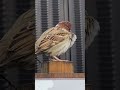 チュン太郎、可愛いらしく鳴く