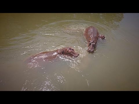 Video: Tre Fughe Di Spiagge Poco Conosciute In Africa Occidentale - Matador Network