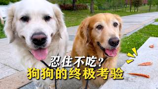 在路边放上肉干，狗狗从旁边经过能忍住不吃吗？