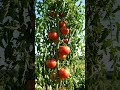 Tomato tree|#shorts #youtubeshorts #tomato