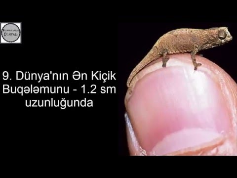 Video: Dünyanın ən kiçik heyvanı nədir?