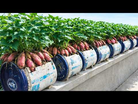 3 Nutrient Rich Rooftop Crops for a Healthy Harvest