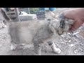Si kucing kucing liarnya sudah kimpul