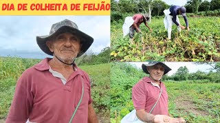 Dia de Colheita de Feijão na Roça Muita Fartura Vejam Só nosso Feijão de Corda muito limpo