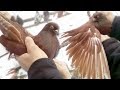 Николаевские голуби. Бердянский район. Голуби Украины 2019 года