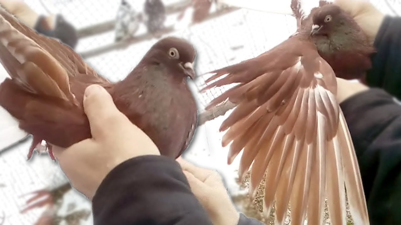 Голуби николаевские видео новые. Николаевские торцовые голуби. Николаевские бойные голуби. Николаевские голуби Украины. Николаевские голуби в Николаеве.