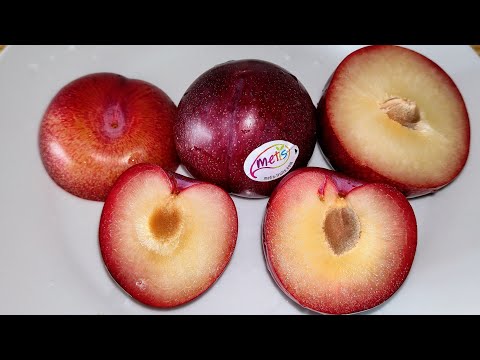 Video: Plum Thiab Apricot Hybrid (19 Duab): 