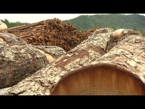 Vidéo: Quels arbres poussent dans le nord du Nevada ?