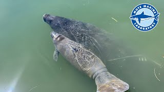 Manatee mother and calf release in Sarasota, June 18, 2020