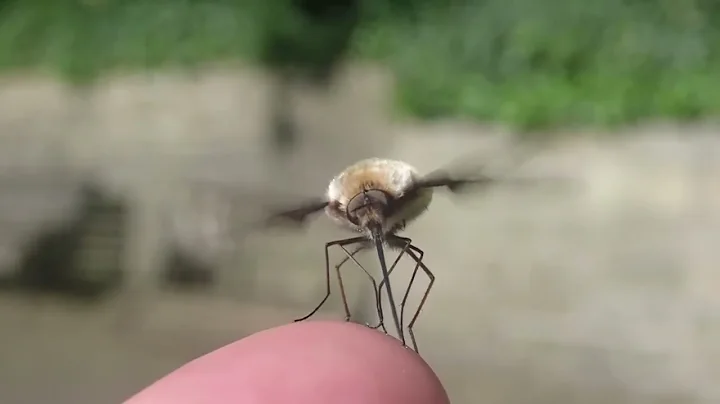 Dark edged Bee fly preparing for take off. Video C...