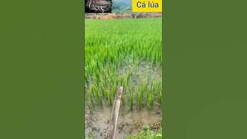 Nuôi cá trên ruộng lúa, đẹp