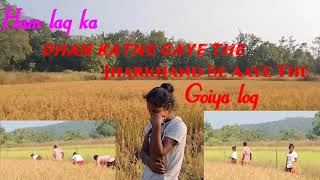 🌾Ham log ka dhan katne gaye the  jharkhand se aaye the guiya sab 🌾