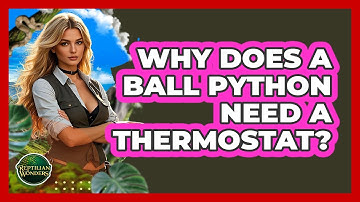 Why Does A Ball Python Need A Thermostat? - Reptilian Wonders
