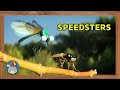 Minuscule - Insect High Velocity