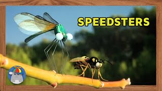 Minuscule - Insect High Velocity