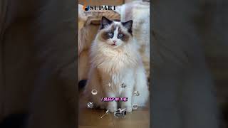 Download Lagu supart machinery turbos cat talkshow #supart #turbo #cat #pet #funny MP3 Download Lagu supart machinery turbos cat talkshow #supart #turbo #cat #pet #funny MP3