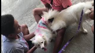 Japanese Spitz Home service stud at St Barbara