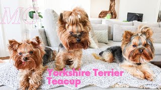 The Truth About The Yorkshire Terrier Teacup Yorkie