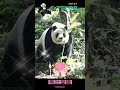 熊比花嬌的圓仔 #panda #yuanzai #圓仔
