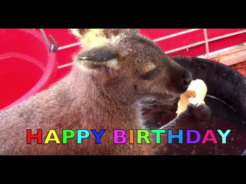 Funny HAPPY BIRTHDAY SONG sung by ANIMALS for KIDS - Nursery Rhyme - YouTube