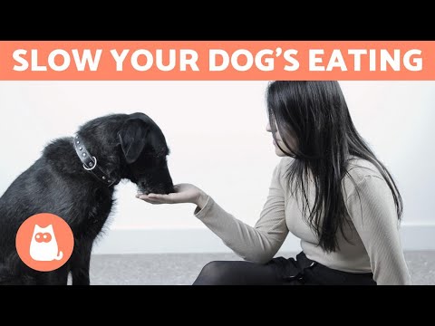 वीडियो: अपने कुत्ते को धीमी गति से खाने के लिए कैसे प्राप्त करें