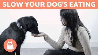 How to Slow Your Dog's Eating - 8 TRICKS and EXERCISES