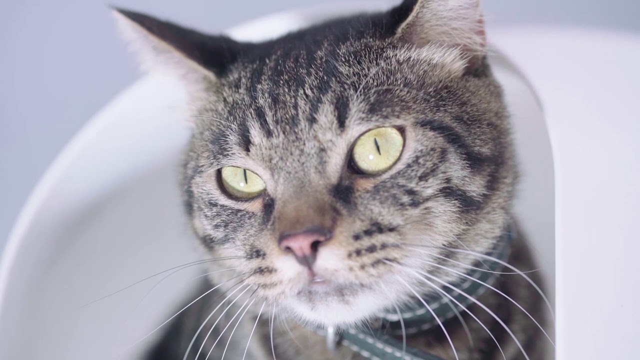 猫のドーム型トイレ Pidan 雪屋 Youtube