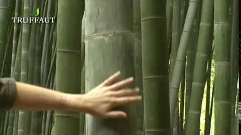 Quelle est la couleur du bambou ?