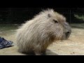 Yasushi Being Pampered In Ecstasy...The King of Capybaras  エクスタシーの王カピバラ