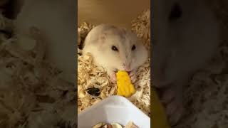 Cute Hamster Eating Snacks😍😍 #Pets #Cute #Shorts #Hamster