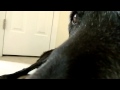 My Dog Sniffs The Camera
