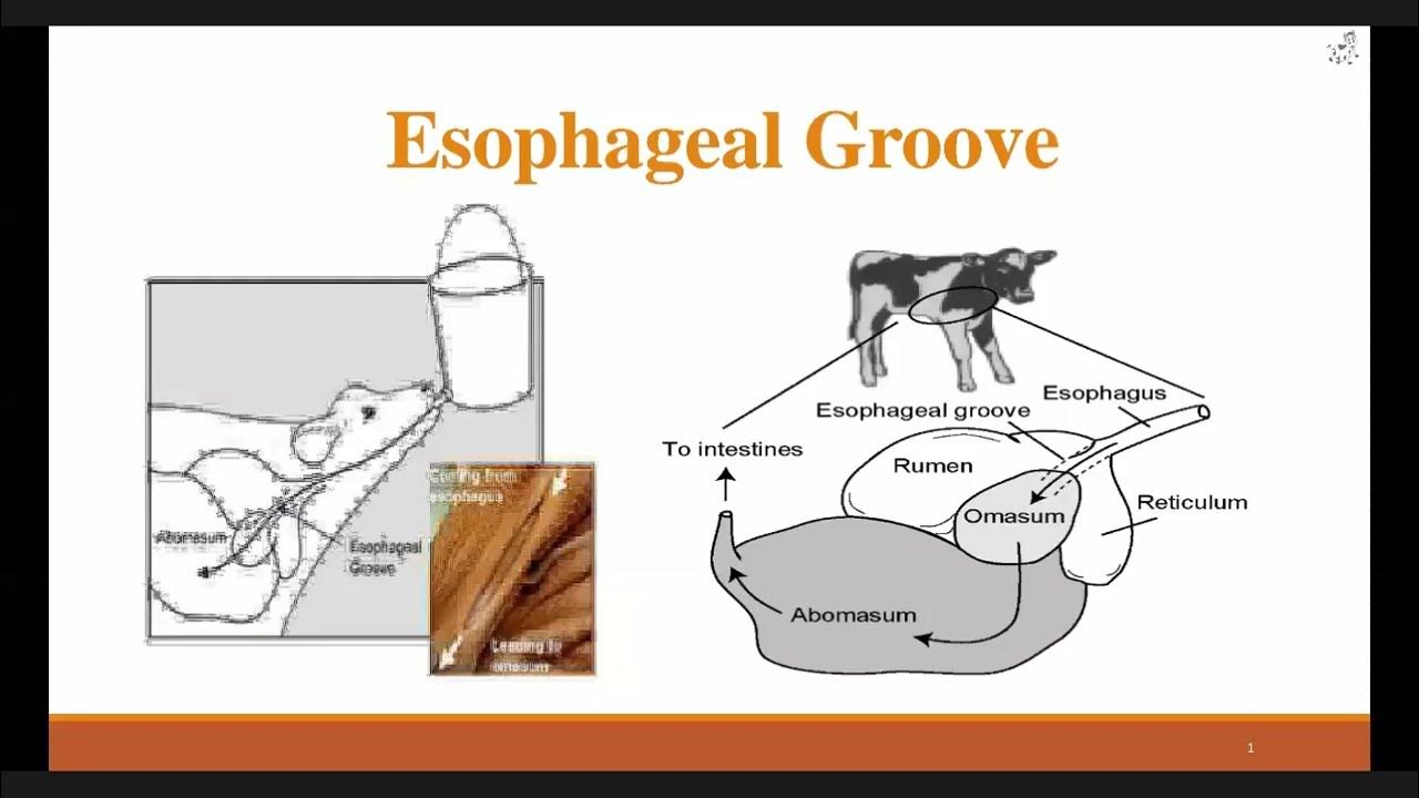 AS12012 Practical (Esophageal Groove ) 20220728 101325 YouTube