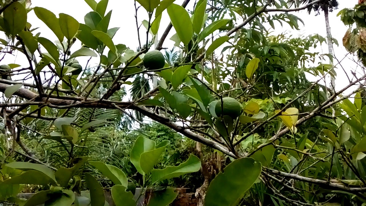 Jeruk nipis untuk batuk yang membandel 