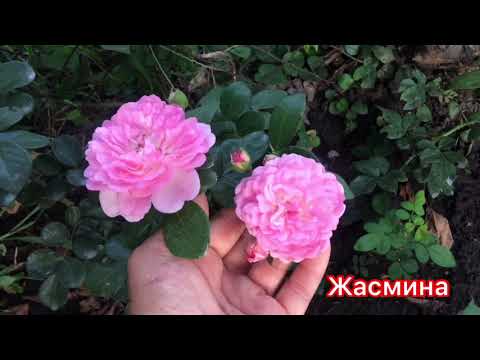 Перерождение розы в шиповник😳.. Что делать?На что ещё способны розы? Мини обзор цветения 🌹