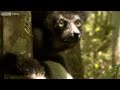 Attenborough in close encounter with wild indri  attenborough and the giant egg  bbc two