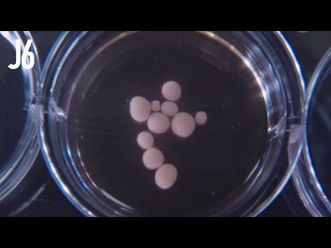 Scientist Grow Artificial Brains In Space That 'Think'