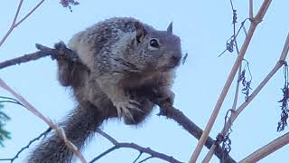 Squirrel Completely Glitched Out.